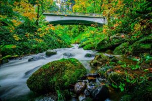 Bridge over a running stream in a green forest